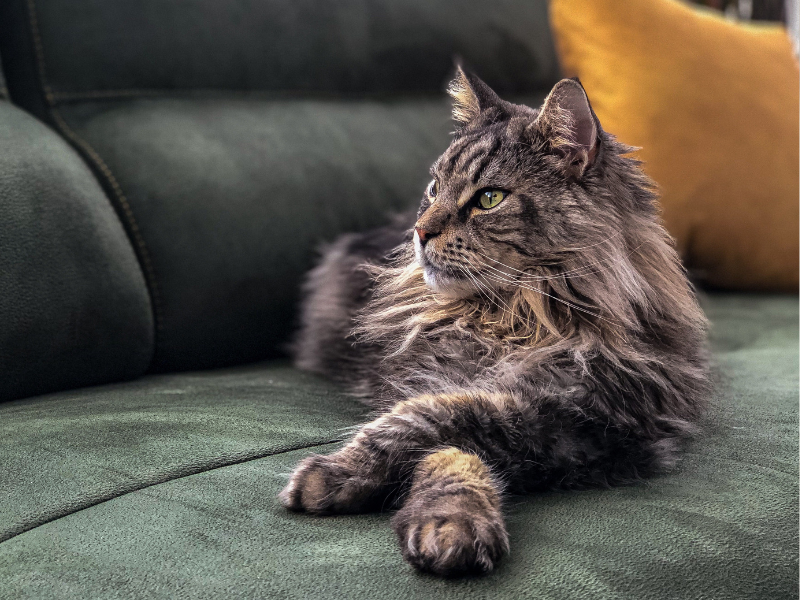 Maine Coon - Cat breeds - Breeds