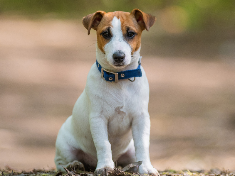 Jack Russel Terrier Dog breeds Breeds