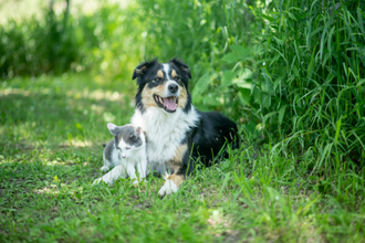 Food supplements for older dogs and cats