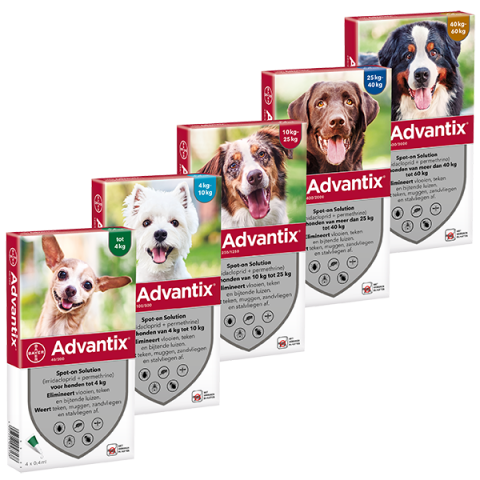 Advantix dog