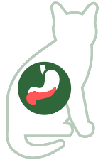 Pancreas