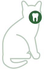 Teeth
