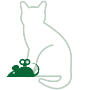 Cat toys