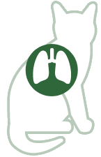 Lungs | Airways