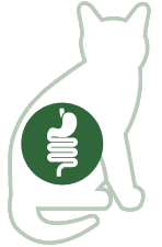 Stomach | Intestines
