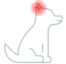 Ears