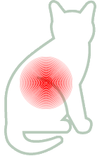 Pain | Inflammation
