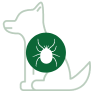 Ticks