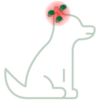 Ear mites