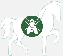 Flies | Ticks| Insects
