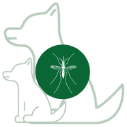 Insects