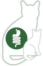 Stomach | Intestines