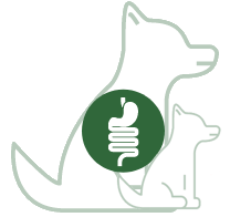 Stomach | Intestines