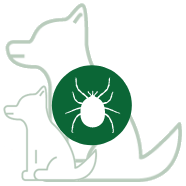 Ticks