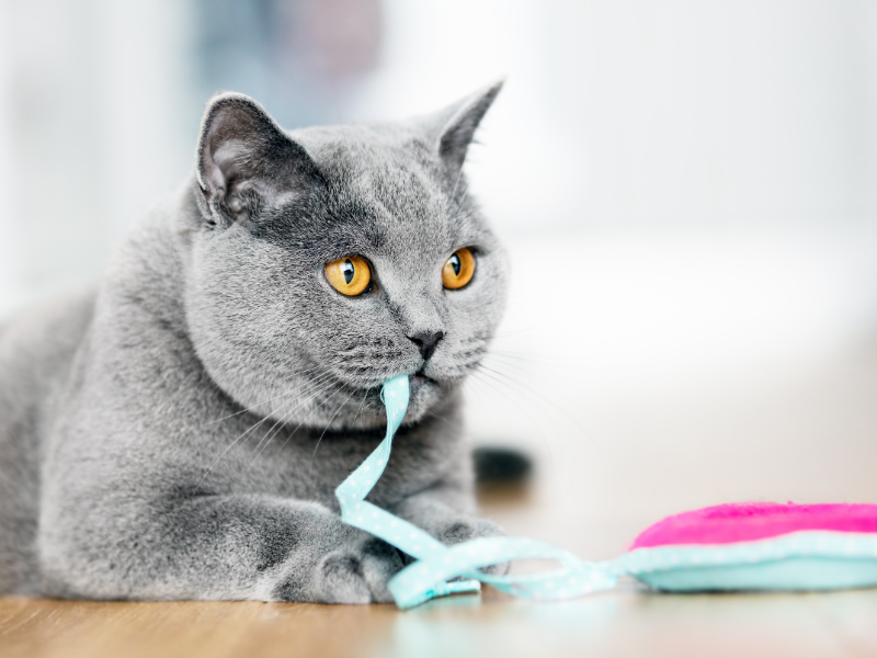 British Shorthair