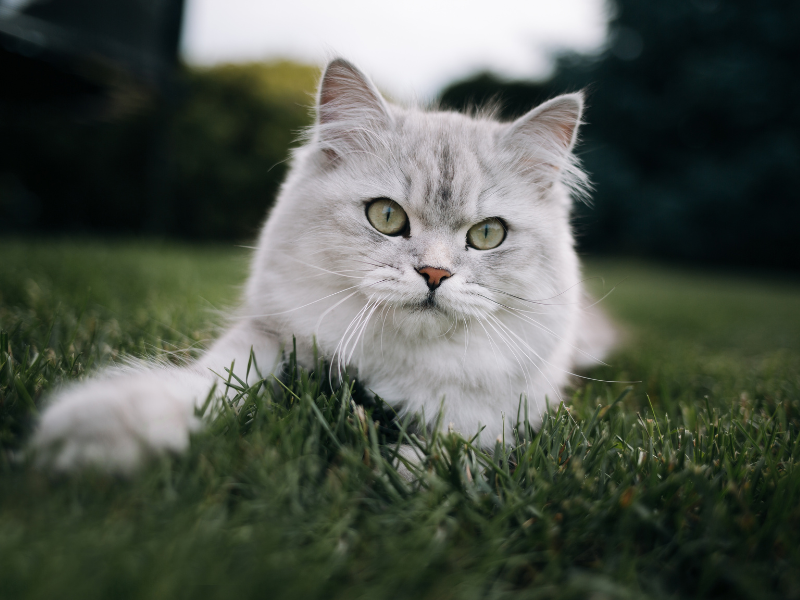 British longhair