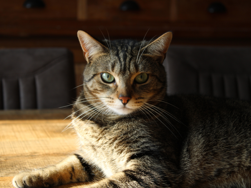 European Shorthair
