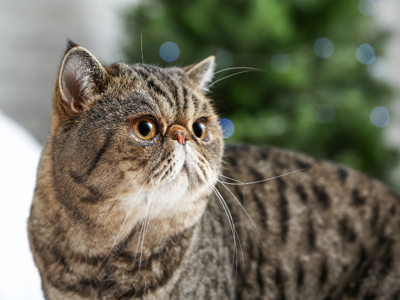 Exotic Shorthair