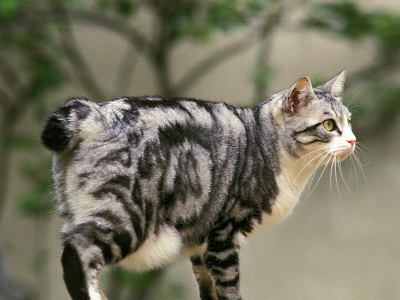 Japanese Bobtail
