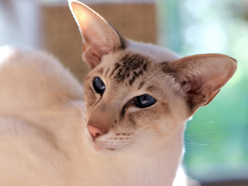 Oriental Shorthair