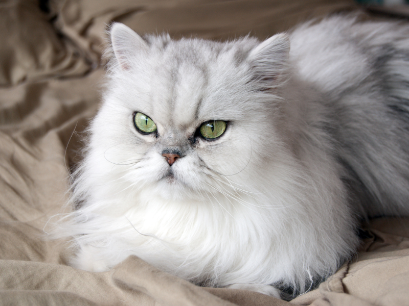 Persian Cat
