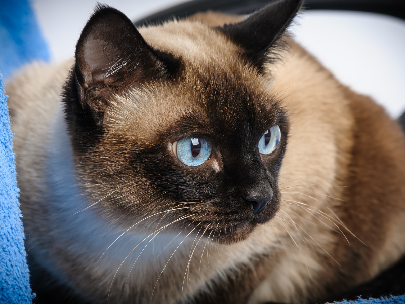 Siamese Cat