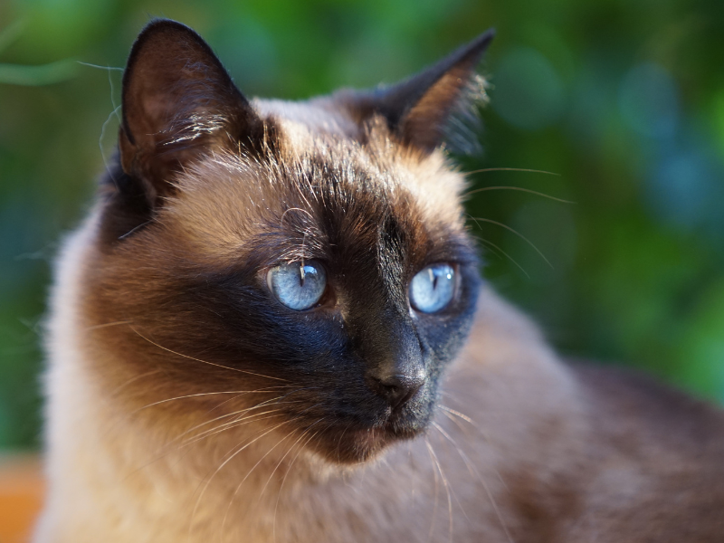 Thai Cat